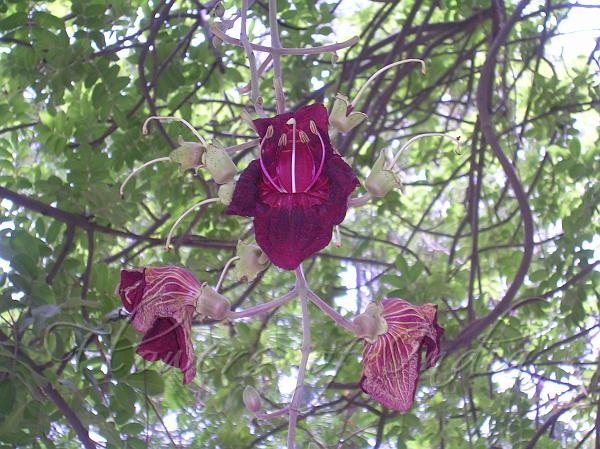 Sausage Tree